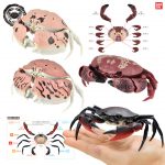 กาชาปอง Kani Crab Capsule Scylla Calappa Big Size