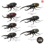 กาชาปอง Beetle Living Creatures Encyclopedia Figure