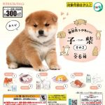 กาชาปอง Koshiba v.2 Shiba Inu Puppy Figure Collection