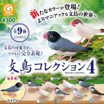 กาชาปอง Java Sparrow v.4 Bunchou Collection