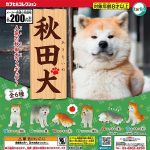 กาชาปอง Akita Inu Dog Figure Collection