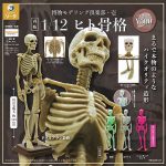 กาชาปอง Human Skeleton 1/12 Museum Modeling Club